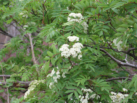 Sorbus commixta