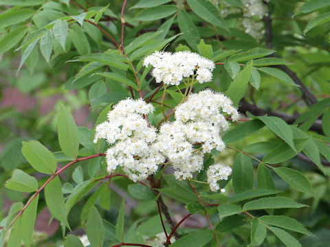 Sorbus commixta