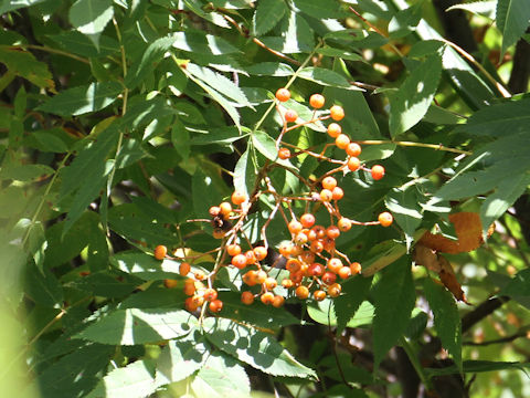 Sorbus commixta