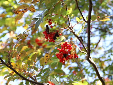 Sorbus commixta