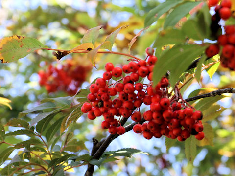 Sorbus commixta