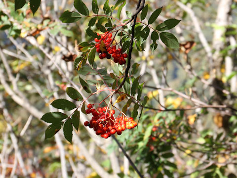 Sorbus commixta