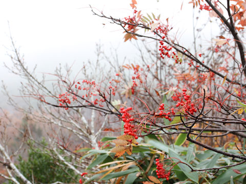 Sorbus commixta