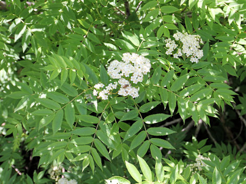 Sorbus commixta