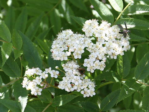 Sorbus commixta