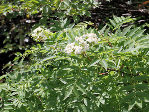 Sorbus commixta