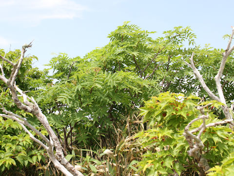 Sorbus commixta