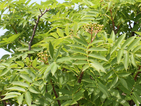 Sorbus commixta