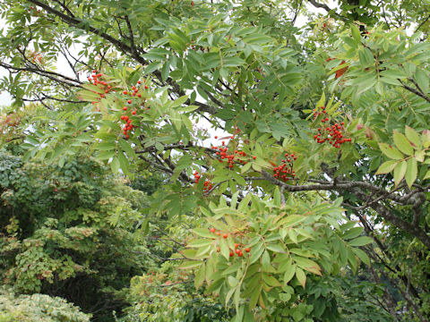 Sorbus commixta