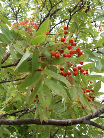 Sorbus commixta