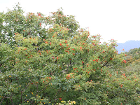 Sorbus commixta