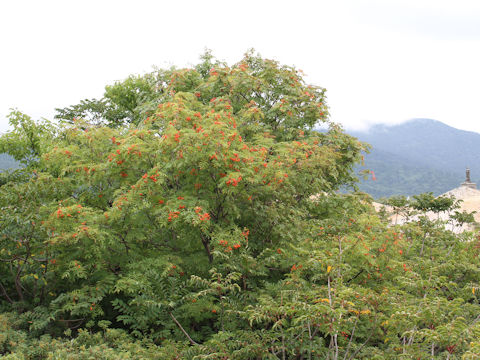 Sorbus commixta