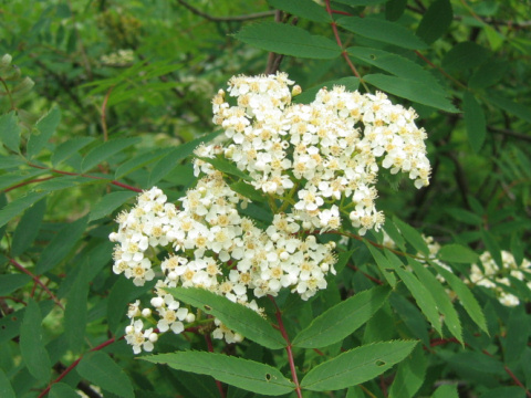 Sorbus commixta