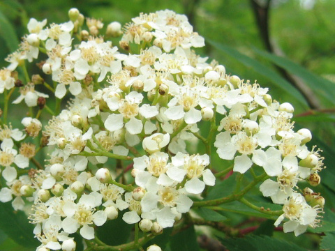 Sorbus commixta