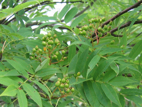 Sorbus commixta