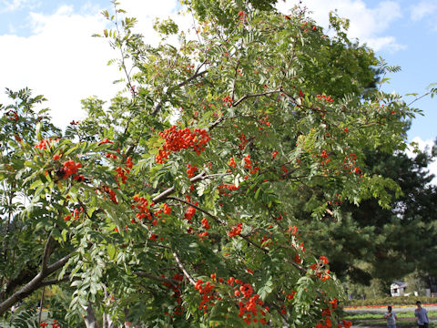 Sorbus commixta