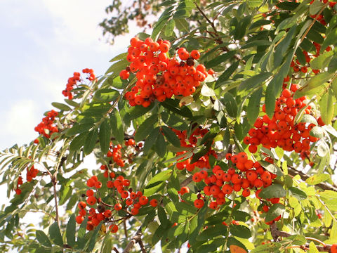 Sorbus commixta