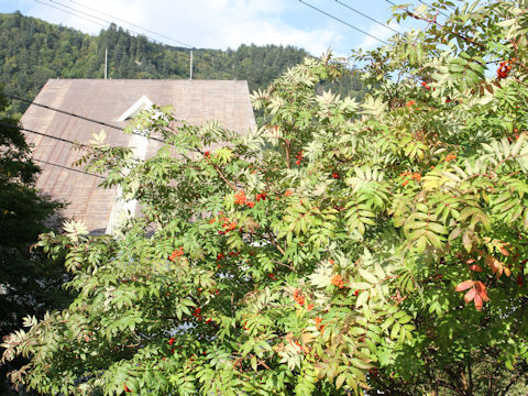 Sorbus commixta