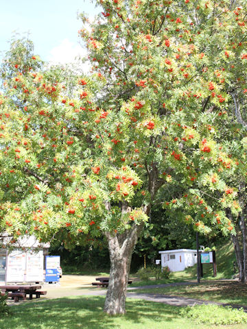 Sorbus commixta