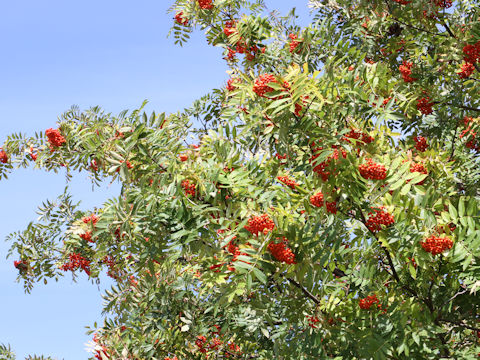 Sorbus commixta