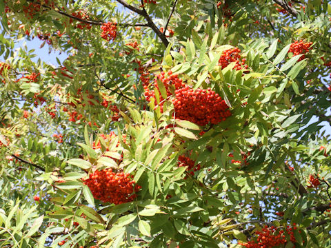 Sorbus commixta