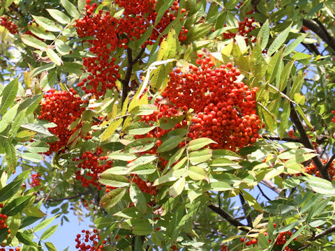 Sorbus commixta