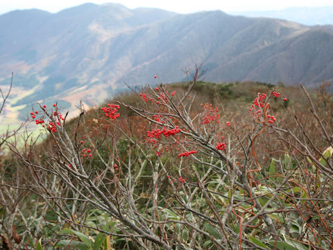 Sorbus commixta