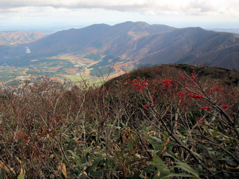 Sorbus commixta