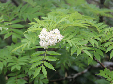 Sorbus commixta