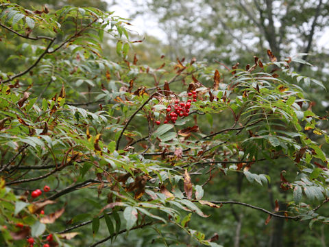 Sorbus commixta