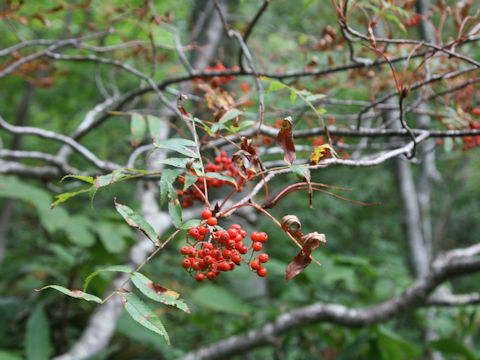 Sorbus commixta