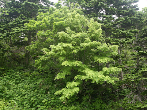 Sorbus commixta