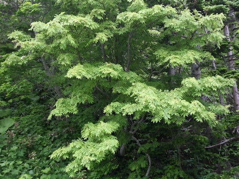 Sorbus commixta