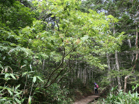 Sorbus commixta