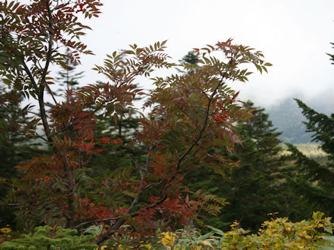 Sorbus commixta
