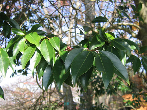 Ilex chinensis