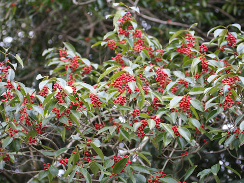 Ilex chinensis