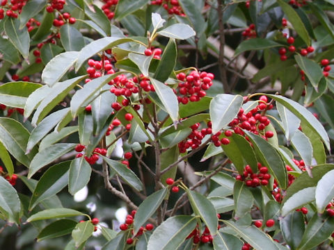 Ilex chinensis