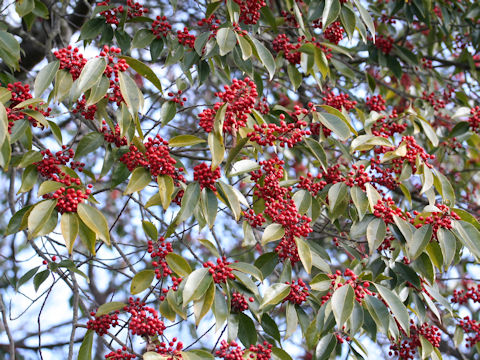 Ilex chinensis