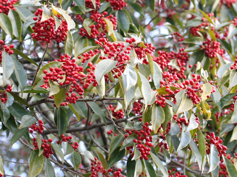 Ilex chinensis