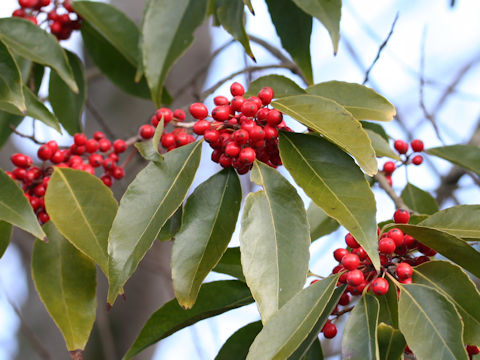 Ilex chinensis