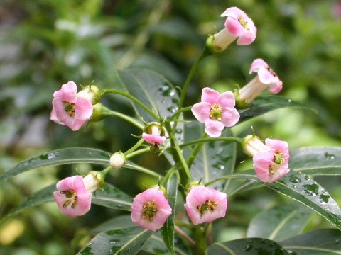 Ilex chinensis