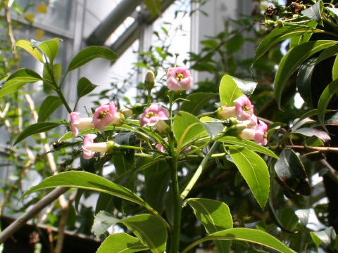 Ilex chinensis