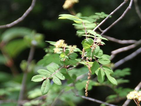 Sorbus gracilis