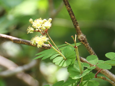 Sorbus gracilis