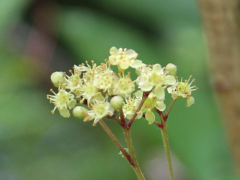 Sorbus gracilis