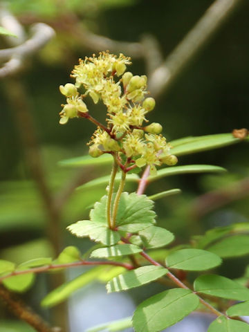 Sorbus gracilis