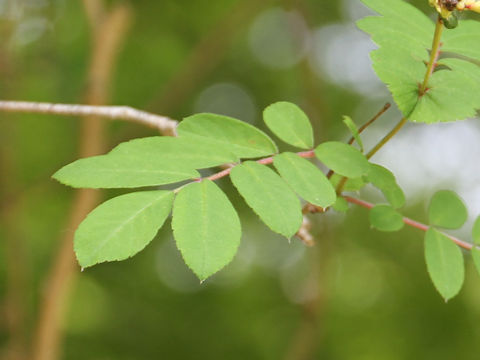 Sorbus gracilis