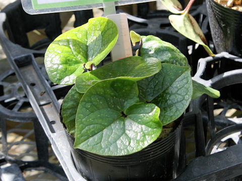 Asarum crassum