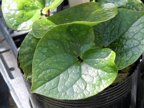 Asarum crassum
